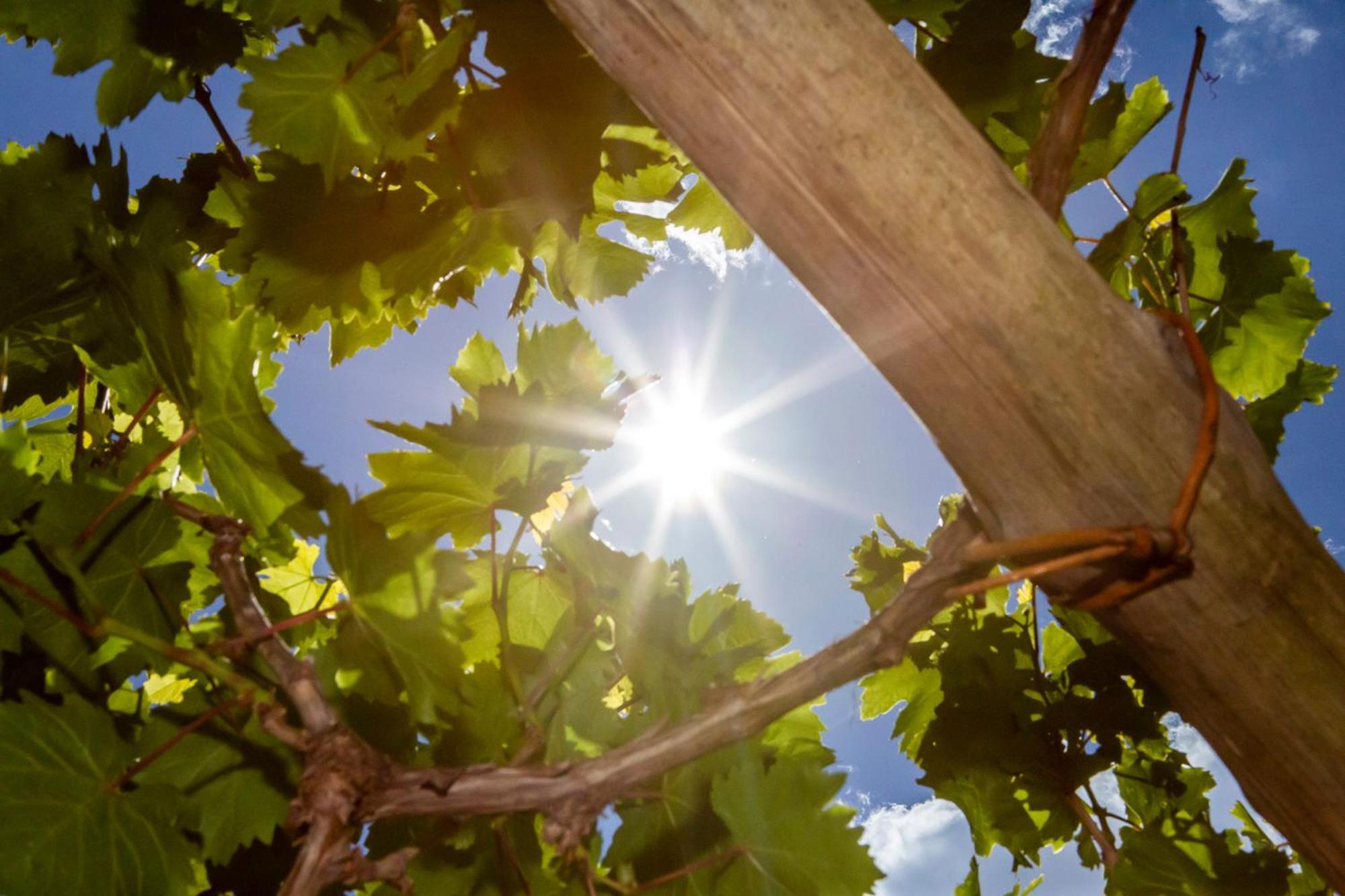 Tenuta La Picola Villa Furore Buitenkant foto